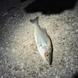 セイゴ湧く千葉港!