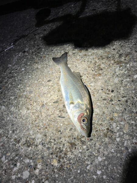 セイゴ湧く千葉港!