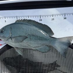 グレ釣り納め