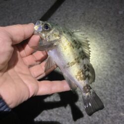 初釣りはメバリング