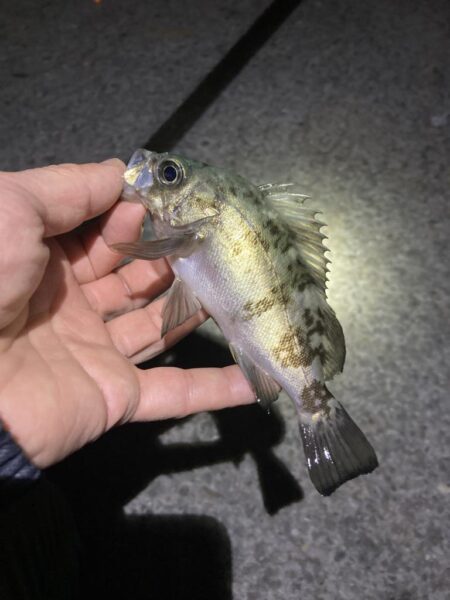 初釣りはメバリング