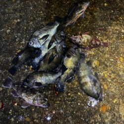 東二見メバル23