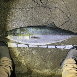 ブリブリのブリ。