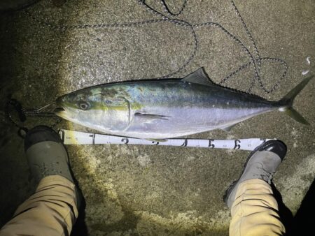 ブリブリのブリ。