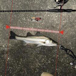 【2026年】新年早々これ…1時間で6連発…