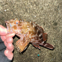 2026.No.2  ライトゲーム