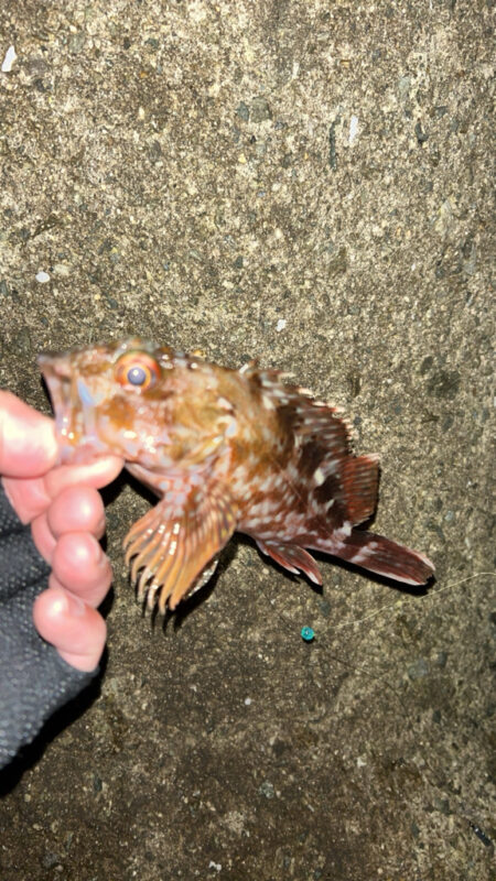 2026.No.2  ライトゲーム