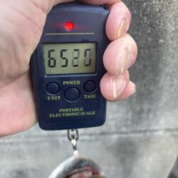 伊勢湾ジギング