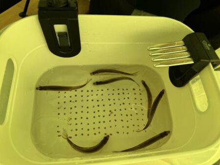 今年も開花しました！サクラとワカサギ 釣り…