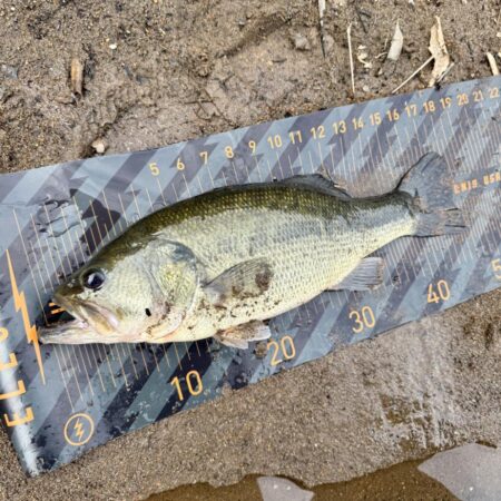 令和8年初バス🐟