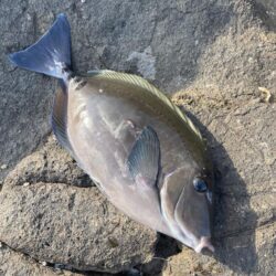 釣り始めフカセ