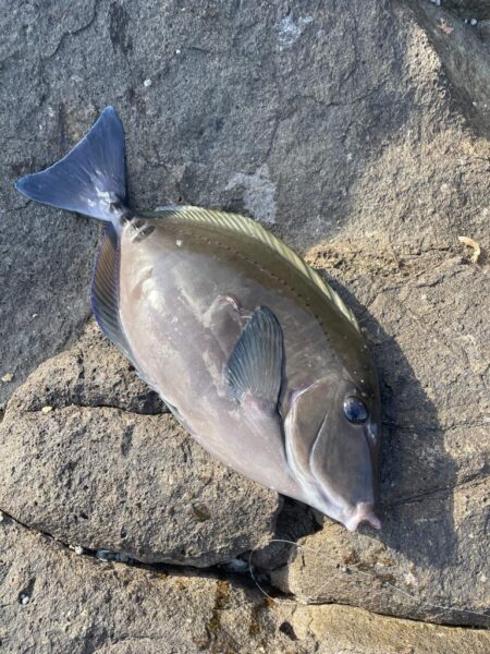 釣り始めフカセ