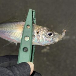 新春変態鯵釣行