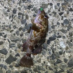 姫路メバリング｜激渋でアタリ無し・・・