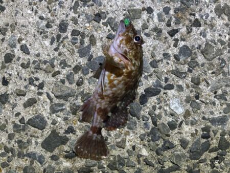 姫路メバリング｜激渋でアタリ無し・・・