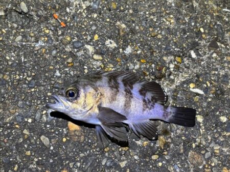 ２０２６年初釣り激渋メバリング