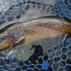 初釣り ～岡崎トラウトポンド～