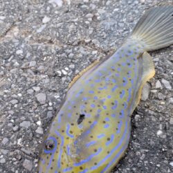 青物狙いのはずが😭