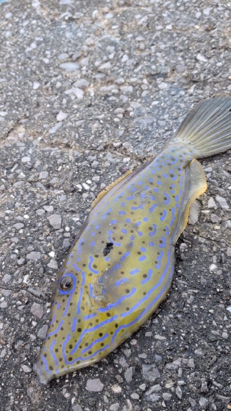 青物狙いのはずが😭