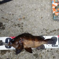 日中のライトゲーム、穴釣り