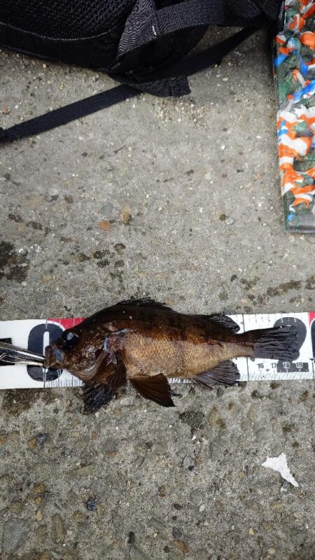 日中のライトゲーム、穴釣り