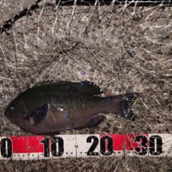 電気ウキ釣り 2