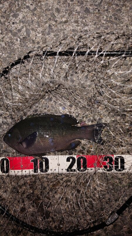 電気ウキ釣り 2