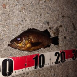 電気ウキ釣り 3