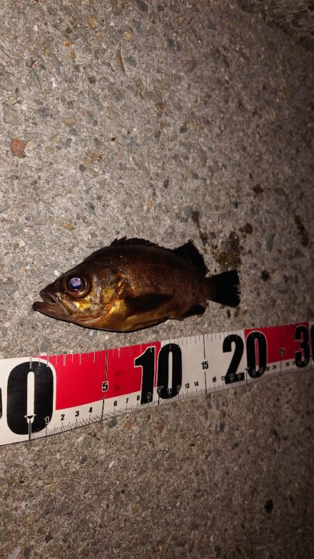 電気ウキ釣り 3