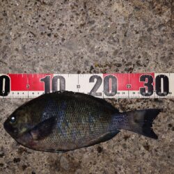 電気ウキ釣り 4