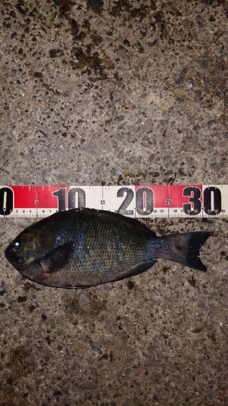 電気ウキ釣り 4