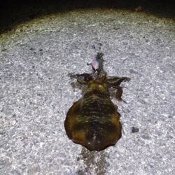 まさかの連発!!