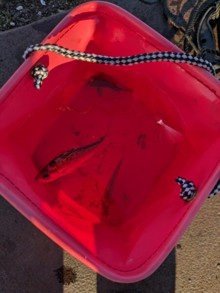 ちょい投げファミリー釣り