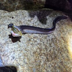 河川チニング&近郊ライトゲーム