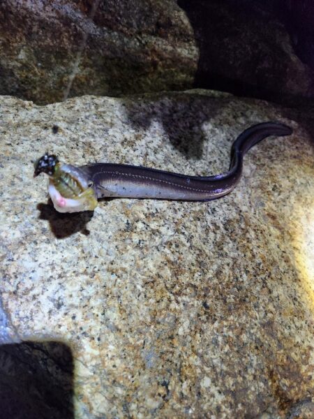 河川チニング&近郊ライトゲーム