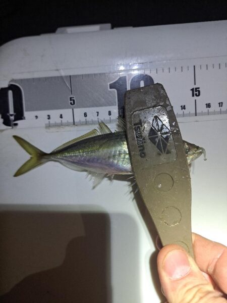 2026年1091初釣り