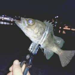 狙っての今季初メバル🐟️