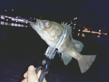 狙っての今季初メバル🐟️