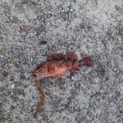 霰石の中のガシラ