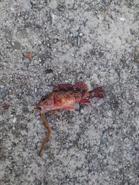 霰石の中のガシラ