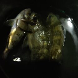 今年釣り始めは夜メバル