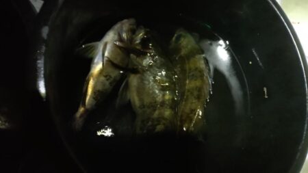 今年釣り始めは夜メバル