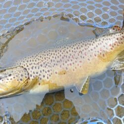 厳しい！ ～岡崎トラウトポンド～