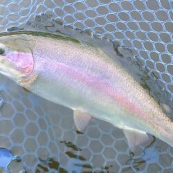 午後は絶好調！ ～岡崎トラウトポンド～