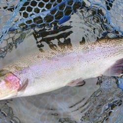 大物のタナは浅い ～岡崎トラウトポンド～