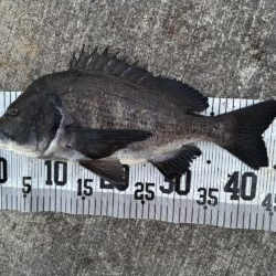 イチノ兄弟、釣果！