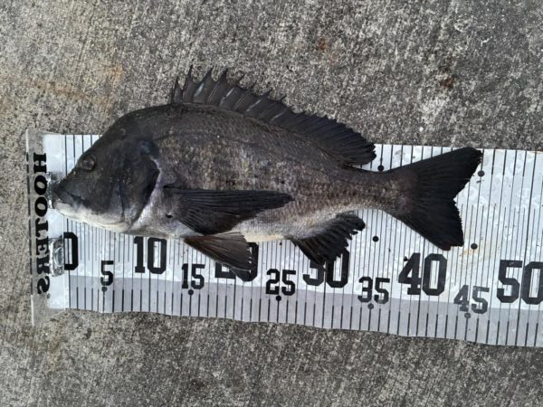 イチノ兄弟、釣果！