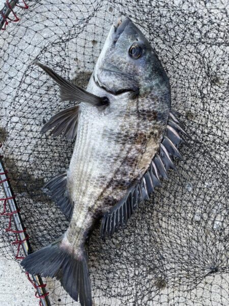 イチノ兄弟、釣果！