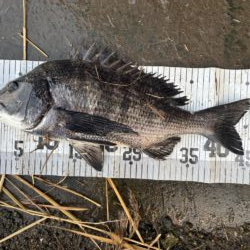 イチノ兄弟、釣果！