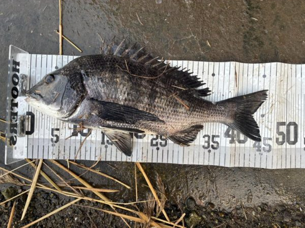 イチノ兄弟、釣果！